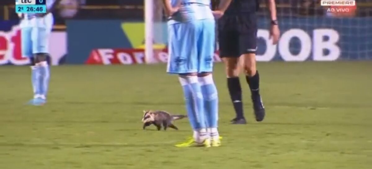 Viral: en Brasil, un partido de fútbol fue detenido por el ingreso de una zarigüeya