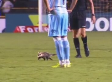 Viral: en Brasil, un partido de fútbol fue detenido por el ingreso de una zarigüeya