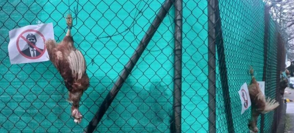 Con gallinas muertas, hinchas de Atlético Nacional exigieron la salida de un directivo