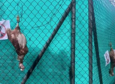 Con gallinas muertas, hinchas de Atlético Nacional exigieron la salida de un directivo